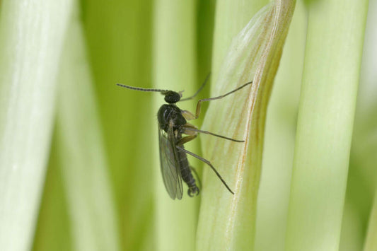 Fungus gnats control – Safe and effective methods for removing fungus gnats from plants.