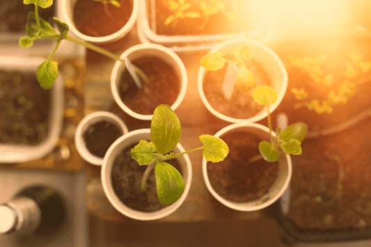 How to Accelerate Seed Germination?