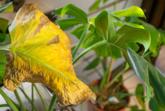 Root Rot Rescue: How to Fix Overwatered Plants and Save Their Roots