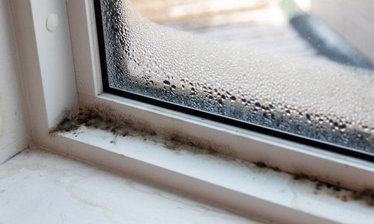 Breathe Easy: A Safer, Non-Toxic Way to Kill Black Mould