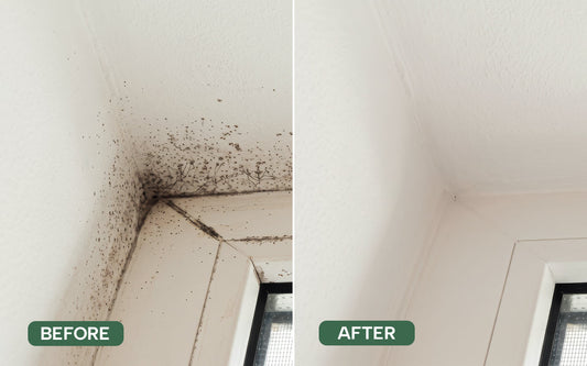 Mould on a wall and ceiling corner before and after cleaning
