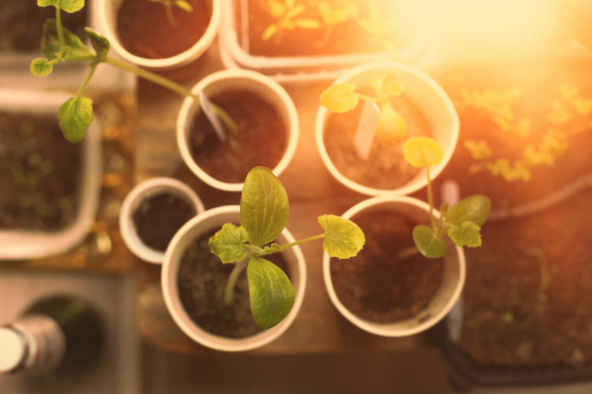 Hydrogen Peroxide - Seed Germination